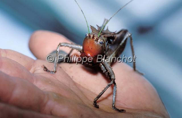 malaisie 23.JPG - Sauterelle Copiphorine posée sur une mainConehead KatydidOrthoptera, TettigoniidaePenang, Malaisie